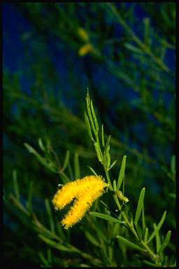 APII jpeg image of Acacia linarioides  © contact APII