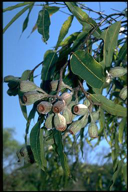 APII jpeg image of Corymbia ptychocarpa  © contact APII