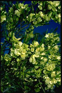 APII jpeg image of Dodonaea viscosa  © contact APII