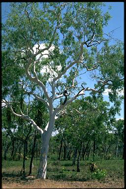 APII jpeg image of Eucalyptus alba  © contact APII
