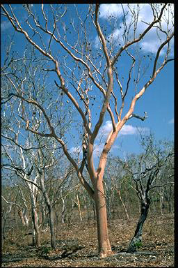 APII jpeg image of Eucalyptus tintinnans  © contact APII