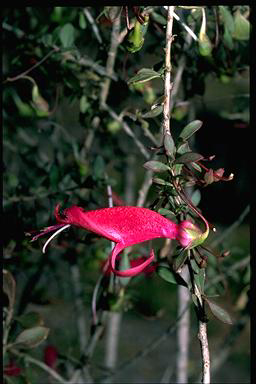 APII jpeg image of Eremophila maculata var. brevifolia  © contact APII