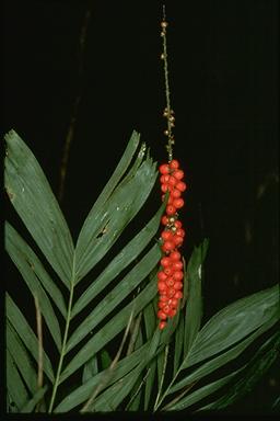photo © ANBG