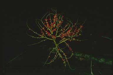 APII jpeg image of Ptychosperma elegans  © contact APII