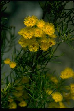 APII jpeg image of Verticordia chrysantha  © contact APII