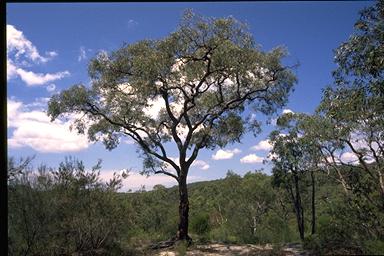 APII jpeg image of Eucalyptus squamosa  © contact APII