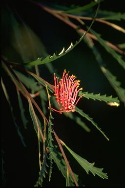APII jpeg image of Grevillea longifolia  © contact APII