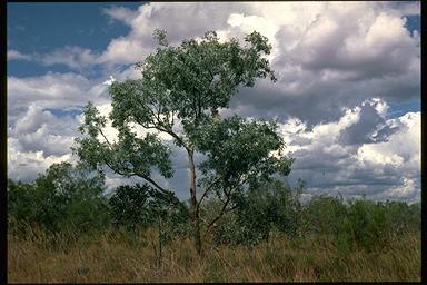APII jpeg image of Eucalyptus argillacea  © contact APII
