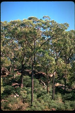 APII jpeg image of Eucalyptus baileyana  © contact APII