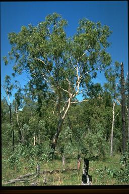 APII jpeg image of Eucalyptus chloroclada  © contact APII
