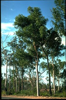 APII jpeg image of Eucalyptus hallii  © contact APII