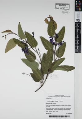 APII jpeg image of Hardenbergia violacea 'Walpurple'  © contact APII