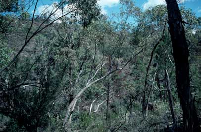 APII jpeg image of Eucalyptus nandewarica  © contact APII