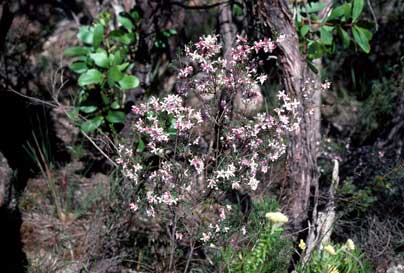APII jpeg image of Boronia floribunda  © contact APII