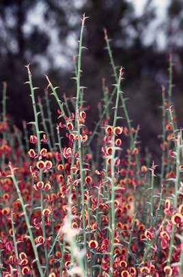 APII jpeg image of Daviesia decurrens subsp. hamata  © contact APII