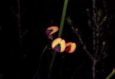 APII jpeg image of Daviesia triflora  © contact APII