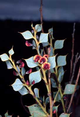 APII jpeg image of Daviesia rhombifolia  © contact APII
