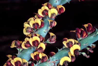 APII jpeg image of Daviesia euphorbioides  © contact APII
