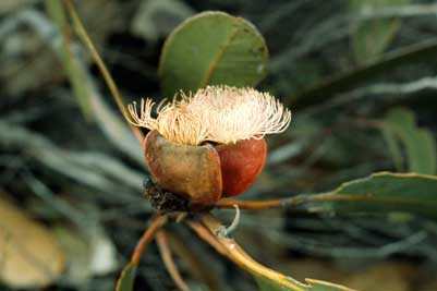 APII jpeg image of Eucalyptus tetraptera  © contact APII