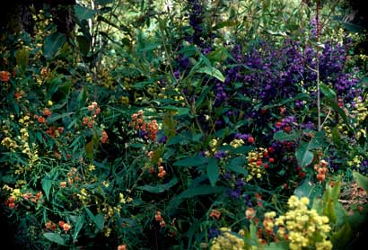 APII jpeg image of Chorizema diversifolium,<br/>Chorizema cordatum,<br/>Hovea elliptica  © contact APII