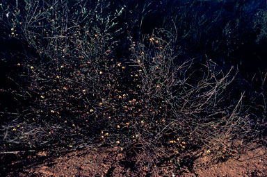 APII jpeg image of Daviesia grahamii  © contact APII