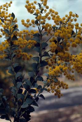 APII jpeg image of Acacia cultriformis  © contact APII