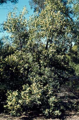 APII jpeg image of Acacia melanoxylon  © contact APII