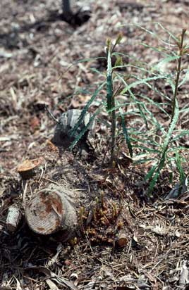 APII jpeg image of Banksia spinulosa  © contact APII