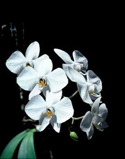 APII jpeg image of Phalaenopsis rosenstromii  © contact APII