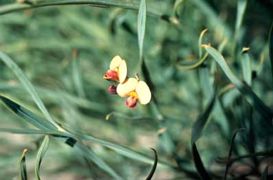 APII jpeg image of Daviesia elongata subsp. implexa  © contact APII
