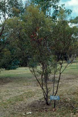 APII jpeg image of Eucalyptus proxima  © contact APII