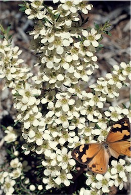APII jpeg image of Leptospermum polygalifolium subsp. polygalifolium  © contact APII