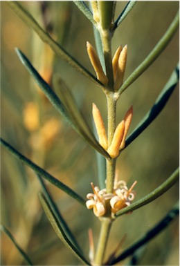 APII jpeg image of Persoonia mollis subsp. caleyi  © contact APII