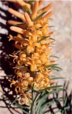 APII jpeg image of Persoonia pinifolia  © contact APII