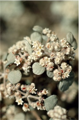 APII jpeg image of Spyridium parvifolium  © contact APII