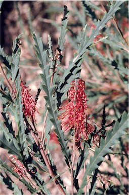 APII jpeg image of Grevillea longifolia  © contact APII