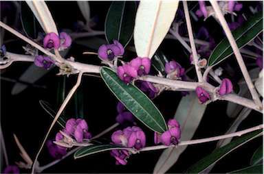 APII jpeg image of Hovea lanceolata  © contact APII