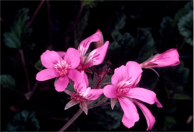 APII jpeg image of Pelargonium rodneyanum  © contact APII