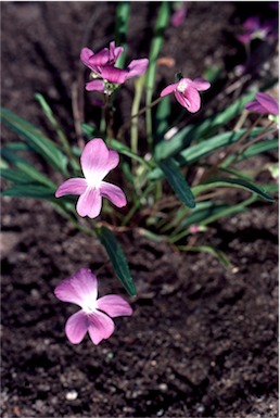 APII jpeg image of Viola betonicifolia  © contact APII