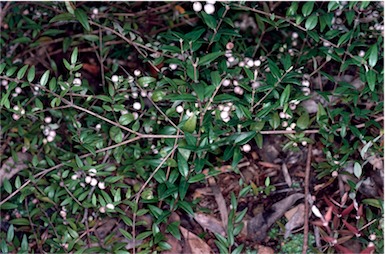 APII jpeg image of Austromyrtus dulcis  © contact APII