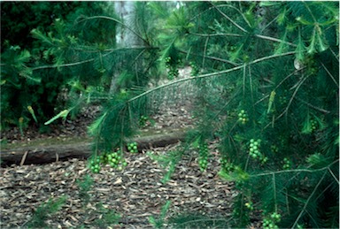 APII jpeg image of Persoonia linearis x pinifolia  © contact APII
