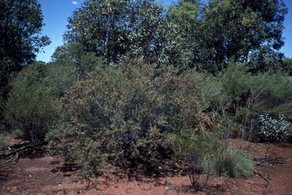 APII jpeg image of Acacia colletioides  © contact APII