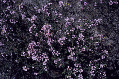 APII jpeg image of Verticordia plumosa var. brachyphylla  © contact APII