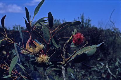 APII jpeg image of Eucalyptus x erythrandra,<br/>Eucalyptus tetraptera  © contact APII