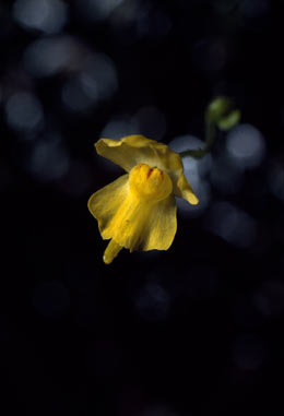 APII jpeg image of Utricularia gibba  © contact APII