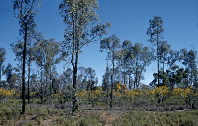 APII jpeg image of Eucalyptus melanoxylon,<br/>Acacia spectabilis  © contact APII