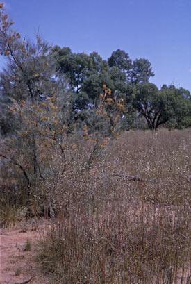 APII jpeg image of Grevillea juncifolia subsp. juncifolia  © contact APII