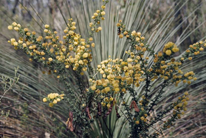 APII jpeg image of Acacia mitchellii  © contact APII