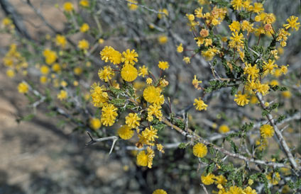 APII jpeg image of Acacia acanthoclada subsp. acanthoclada  © contact APII