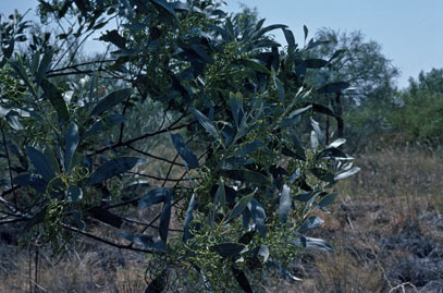 APII jpeg image of Acacia tumida var. kulparn  © contact APII